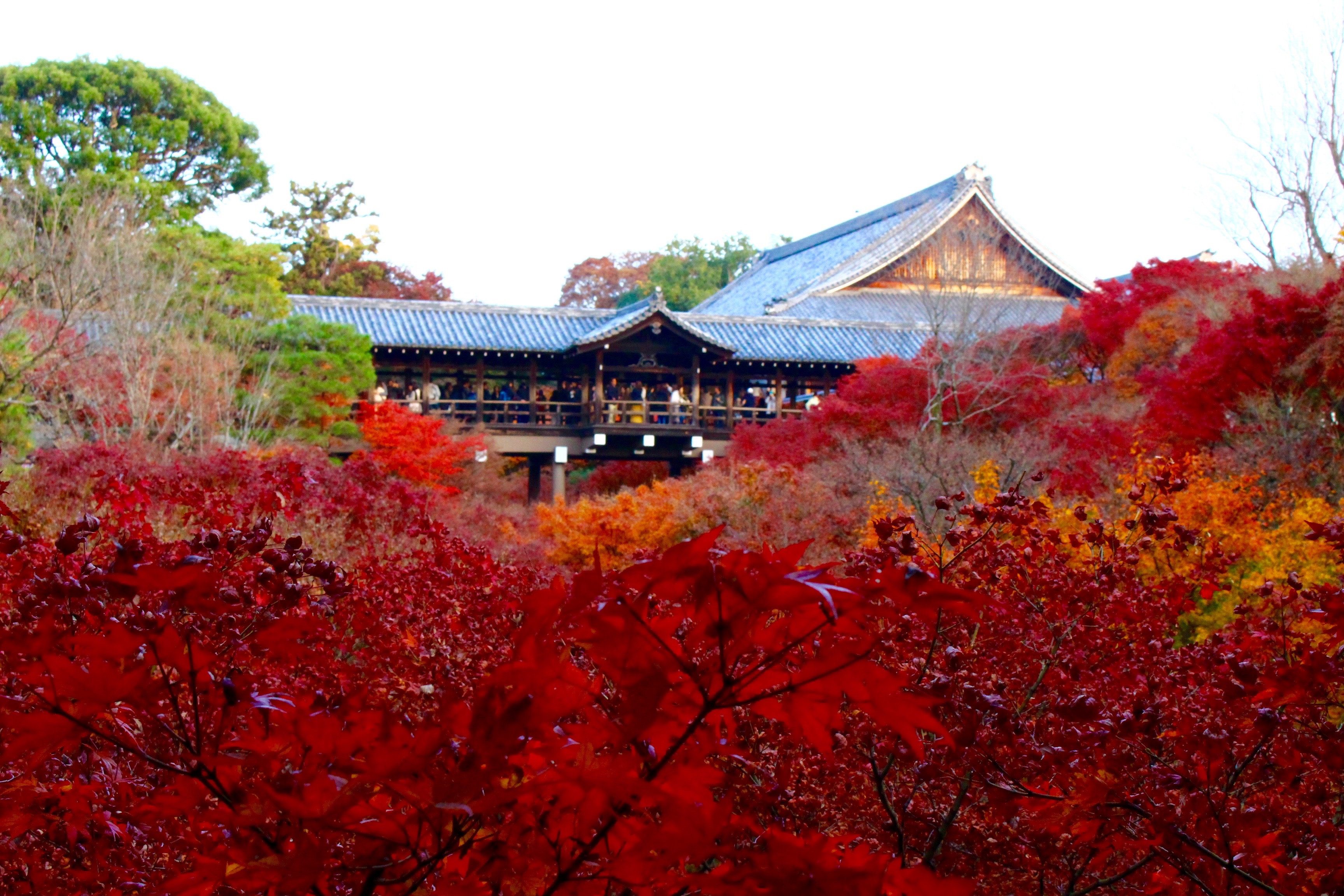 東福寺と紅葉